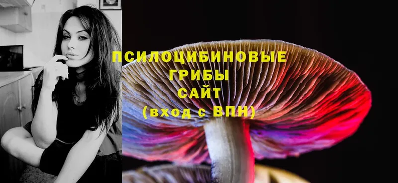 Псилоцибиновые грибы Psilocybe  OMG онион  Канаш 